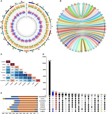 Chromosome-Scale Genome Assembly and Transcriptome Assembly of Kawakawa Euthynnus affinis; A Tuna-Like Species